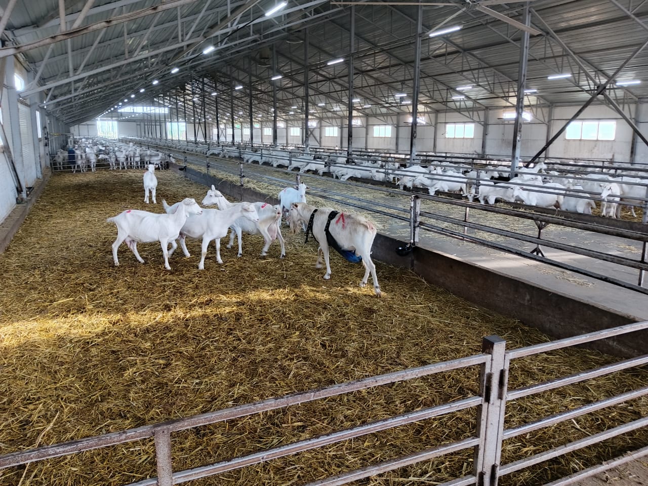 Студенты СтГАУ посетили выездное занятие в козьем молочном комплексе