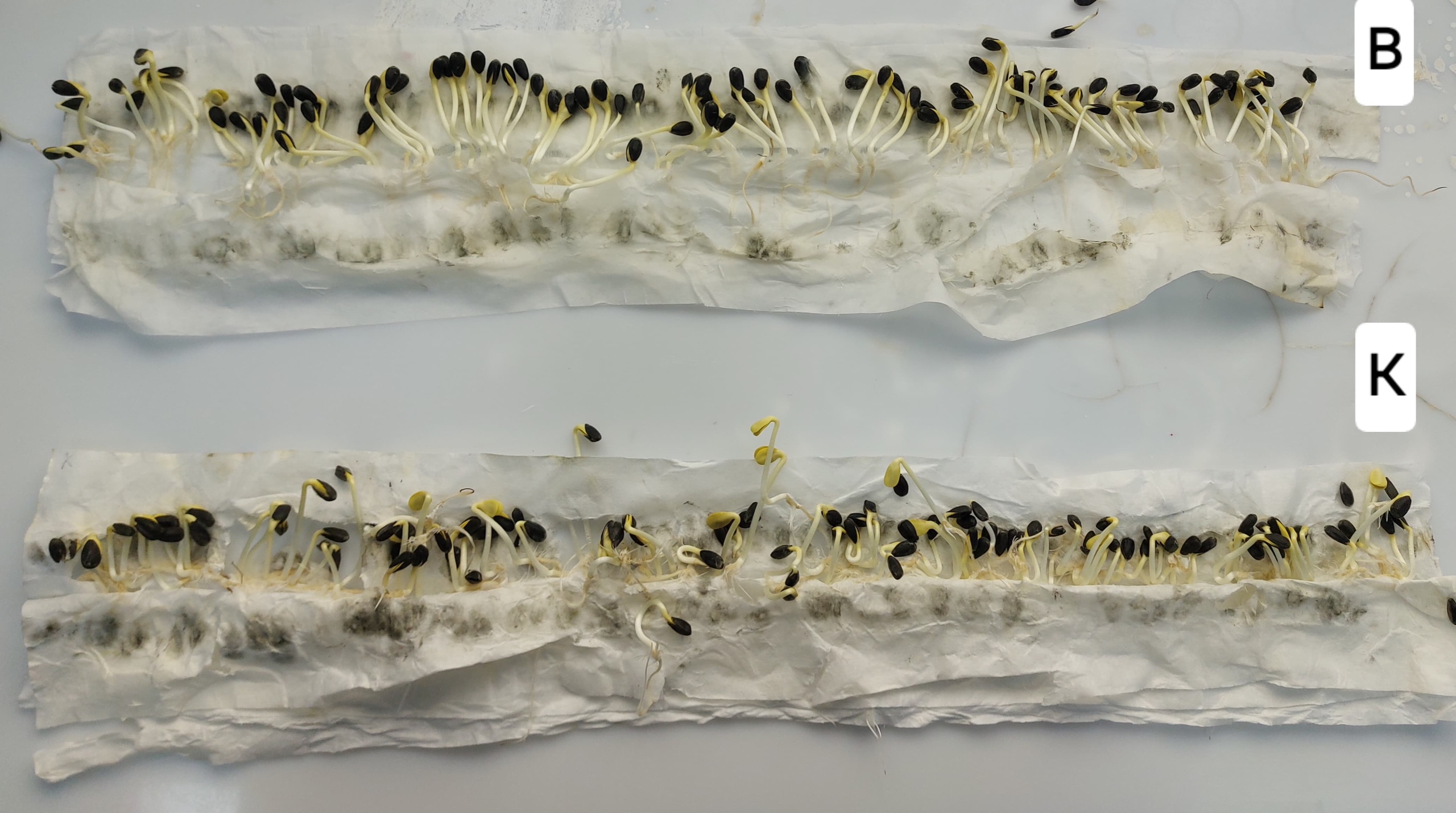 SSAU scientists have released a textbook "Application of micro fertilizers in agriculture"