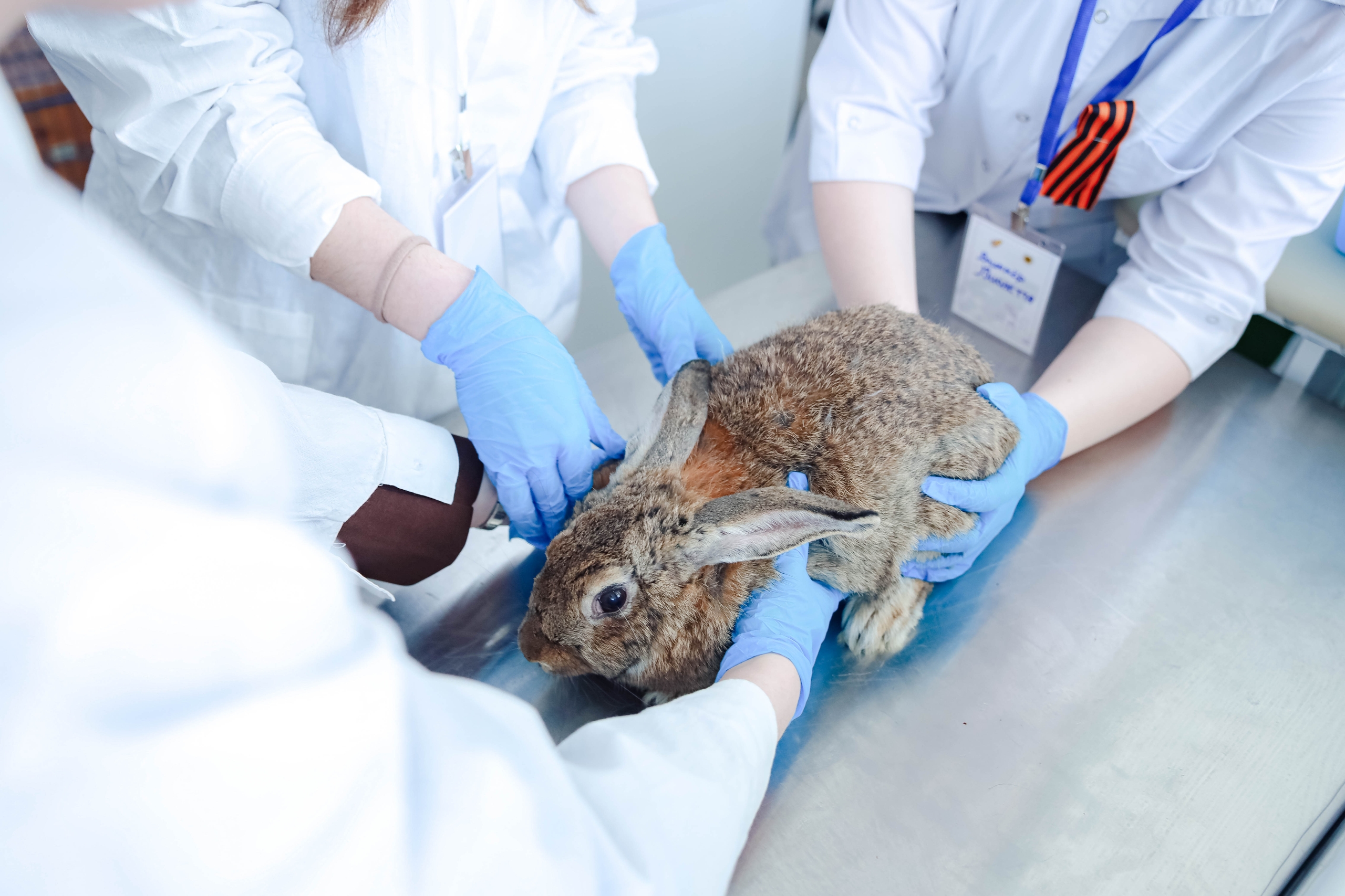 Сильнейшие студенты-ветеринары страны прошли конкурсные испытания в СтГАУ