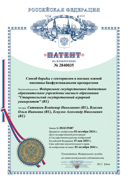 Учеными СтГАУ разработали уникальный способ лечения септориоза озимой пшеницы